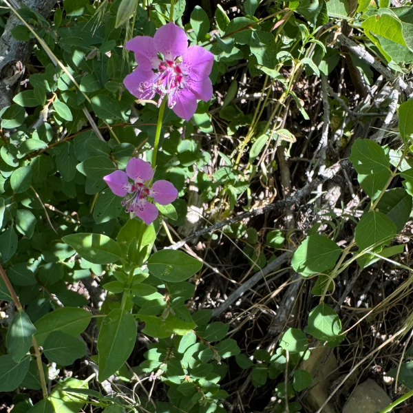 Wildflower Identifier | Timpanogos Emergency Response Team