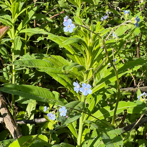 Meadow Forget Me Not