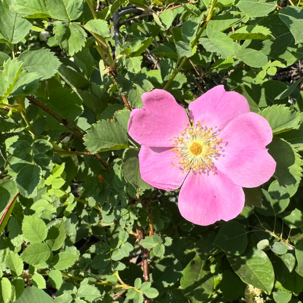 Wildflower Identifier | Timpanogos Emergency Response Team