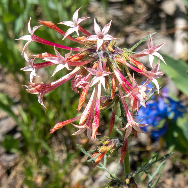 Scarlet Gilia