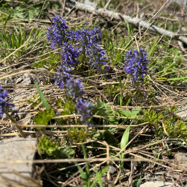 Silky Phacelia