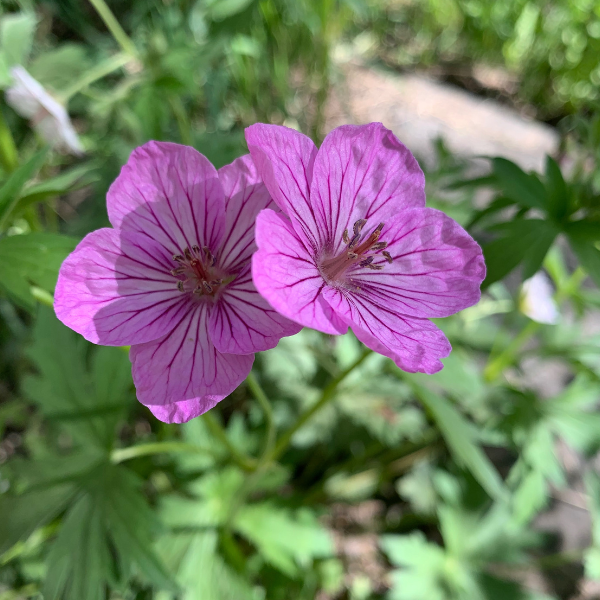 Sticky Geranium