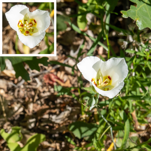 Sego Lily