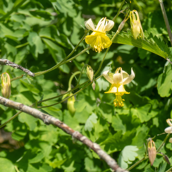 Yellow Columbine